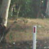 a small item of roadkill